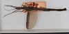 CollectionObject 1561270; USNM(SF IMPORT DUPLICATE) 7350, 80ce10ec-7dc9-4d1b-a654-36c3a552b2ad: copyright USNM, Washington. female (holotype). (CollectionObject).