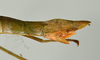 CollectionObject 1559846; abb1d81c-bde9-4d41-9cf0-f80d4edba0ee: copyright USNM, Washington. (CollectionObject).;CollectionObject 1559847; e611e944-2d48-40fc-b5bd-7cd65ae6fc57: copyright USNM, Washington. (CollectionObject).