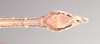 Lonchodes everetti (Kirby, 1896): copyright Natural History Museum, London. male: end of abdomen, ventral view of synonym Lonchodes catori (lectotype). (Otu).