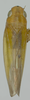 Habitus, dorsal view: Male syntype [USNM]: habitus, dorsal view. (Observation).