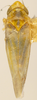 Habitus, dorsal view on Erythridula cuneata (Beamer, 1930): Habitus (allotype, KSEM collection). (Observation).