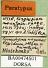 CollectionObject 1590811; 3b414609-a902-40db-9b57-4b417d911168: labels (paratype). (CollectionObject).