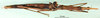 CollectionObject 1500906; 9ad6e7a5-65d1-4591-b3f0-398001e7712d: female, dorsal view (holotype). (CollectionObject).