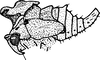 Nymph: !! display not done !! on Heliria scalaris (Fairmaire, 1846): (Observation).