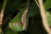 FieldOccurrence 3565; 4e8d4549-24cf-4056-bcc2-a30a02a13d7f; Argentina: Chaco: General Güemes
Parque Nacional El Impenetrable, near field station El Teuco, 2019/12/26: female, lateral view (December 2019). (FieldOccurrence).