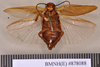 Oxyhaloa buprestoides (Saussure, 1862): Holotype, female, ventral. BMNH(E)#878088. (Otu).