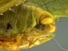 CollectionObject 1593131; 8a0523a6-84bc-4d0d-bd10-99a3a840171e: male terminalia, lateral view. (CollectionObject).