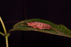 CollectionObject 2243886; 63fe6811-9d9f-4f31-a1dc-5ceab33018d0: (CollectionObject).