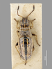 CollectionObject 1594126; 23ae9f0b-52ef-4de6-a765-c6f351f81654: Nysius anceps White,1878 Syntype (CC BY-NC 3.0) Attribution: © The Natural History Museum. Photograph: Tristan Bantock. (CollectionObject).