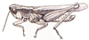 Orphulella pelidna (Burmeister, 1838): male. (Otu).