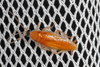 CollectionObject 1575687; 6213c350-7e9a-4ff6-a6bf-dde02f58f2ab: Copyright David Rentz. adult male on light sheet at night. (CollectionObject).
