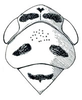 Head: Zabrosa amazonensis, head, pronotum, and mesonotum, dorsally. (Observation).