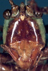 CollectionObject 1516845; a64ba13a-1639-45a5-a4bd-5efa60cd6db7: female face (syntype). (CollectionObject).