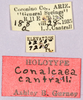 CollectionObject 1499439; a5cb64df-e690-4292-948a-d5374cda205d: labels (holotype). (CollectionObject).