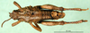 CollectionObject 1502930; 4f98dcc5-f510-4e0b-b056-898b93ffadb6: male, dorsal view (allotype of Nocarodes transcaucasicus). (CollectionObject).