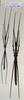 Medaura scabriuscula (Wood-Mason, 1873): copyright NMW, Vienna. male and female Medaura scabriuscula (non-types, deposit by Brock). (Otu).