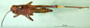 CollectionObject 1502073; 42309119-281d-4cba-995f-44aef516786e, DORSA BA000261S02: female, dorsal view (syntype). (CollectionObject).