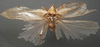 CollectionObject 1505777; 65635fcf-c915-42de-beb2-790f80dfa404: male, dorsal view (type). (CollectionObject).