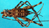 CollectionObject 1501033; 0119a9a7-1f51-4c87-ab04-6029f6a6eb6e: male, dorsal view (lectotype). (CollectionObject).