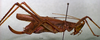 CollectionObject 1503300; MBBJ 3224944, 99c6e730-2d58-46ee-9245-ede2f8ca2371: female, lateral view. (CollectionObject).