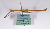 CollectionObject 1563619; c3b1582d-fe7c-4c54-9efc-384dfd390058: copyright ANSP. male, lateral view (paratype). (CollectionObject).;CollectionObject 1563620; 845deb42-1201-4045-a465-674ec3b4533b: copyright ANSP. male, lateral view (paratype). (CollectionObject).