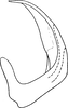 Aedeagus, lateral view on Drabescoides nuchalis (Jacobi, 1943): Aedeagus, lateral view. (Observation).
