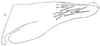 Pygofer, lateral view: !! display not done !! on Bandaromimus Linnavuori, 1959: Pygofer, lateral view. (Observation).