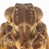 Head: (Observation).