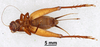 CollectionObject 1961463; c44ee7a2-ddfd-4128-9ea7-fdaf5ebc5ca4, ANSP 001_GRYLL_ANSP: Female, ventral view (paratype). (CollectionObject).