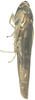 Habitus, lateral view on Arboridia (Arborifera) surstyli Cai & Xu, 2006: Habitus, lateral view. (Observation).