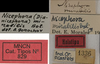 CollectionObject 1535065; 8f588282-f026-4610-acad-e2b77ced5f52: labels (holotype). (CollectionObject).