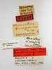 CollectionObject 1504688; 2c8af47b-41b2-447c-a955-da0a5b336c51: female, labels (lectotype of Monistria brevicornis). (CollectionObject).