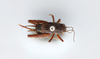 CollectionObject 2869071; d1f33f43-9e95-4762-90c4-400777982219, CNCI 1155120: Neonembius palustris. (CollectionObject).