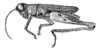 Adelacris atrocephala (Bruner, 1908): Fig. 33. male, habitus. (Otu).