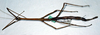 CollectionObject 1557339; 45770cdb-deb5-470c-8589-36e32532a892: copyright ETHZ, Zurich. female of synonym Bacteria antillarum (syntype). (CollectionObject).