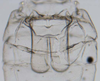 Abdomen, sternal apodemes, ventral view: !! display not done !! on Hebata (Hebata) fabalis (DeLong, 1930): (Observation).