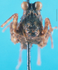 CollectionObject 1500829; 2cf000f7-7819-4d79-b928-896a82f3f2b2: female, frontal view (holotype). (CollectionObject).