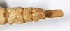 CollectionObject 1557860; a178da17-f9d0-493e-bf87-45c3bd0ed9de: copyright MHNG Geneva. female: end of abdomen, dorsal view (syntype). (CollectionObject).