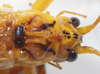 CollectionObject 1591836; bbe9770f-f5d7-4665-abef-072b32575207: male, head and pronotum, dorsal view. (CollectionObject).