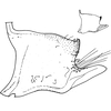 Pygofer, lateral view: Pygofer, lateral view. (Observation).
