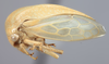 Habitus, lateral view on Anisostylus elongatulus Caldwell, 1949 now Anisostylus fulgidus (Ball, 1937): (Observation).