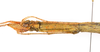 CollectionObject 1590189; 05bcff16-7f04-4c4e-ae04-145c53476550: copyright USNM, Washington. female head & thorax, lateral view (paratype). (CollectionObject).;CollectionObject 1590190; ab173c49-77dc-406d-88c5-2e88b64a208f: copyright USNM, Washington. female head & thorax, lateral view (paratype). (CollectionObject).