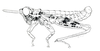 Afrotettix fursti Brown, 1970: Fig. 14. male habitus. (Otu).