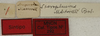 CollectionObject 1535219; 8c8f3048-fbcf-404e-82c3-325c08a127f0: labels (syntype). (CollectionObject).