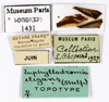CollectionObject 1587755; MNHN(SF IMPORT DUPLICATE) MNHN-EP-EP1431, f613cb0d-543b-426b-8942-dde76440c853: CC BY-NC-ND 4.0/MNHN - Depraetere Marion - 2014. Non type, female. Specimen number: MNHN-EP-EP1431. http://coldb.mnhn.fr/catalognumber/mnhn/ep/ep1431. (CollectionObject).