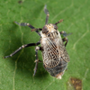Live specimen: !! display not done !! on Phyllodinus nervatus Van Duzee, 1897: (Observation).