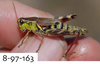 Melanoplus uinta Otte, 2012: (Otu).