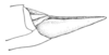 Achurum minimipenne Caudell, 1904: Pl. 4, fig. 6. male, abdomen tip. (Otu).