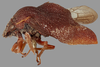 Habitus, lateral view on Cyphotes nodosa Burmeister, 1835: holotype. (Observation).
