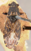 CollectionObject 1596664; 84eccaa9-2fa2-43d7-a08d-a283fb48e848: Phygadicus behrensii HOLOTYPE (NMNH) - (CC BY-NC 3.0) - Photo by Pablo M. Dellapé with permission from the National Museum of Natural History (NMNH), Smithsonian Institution, Washington, D.C. (CollectionObject).